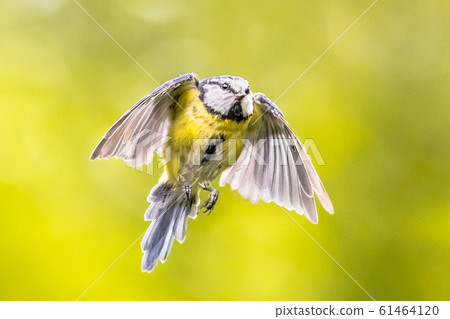 Flying bird on bright green background 61464120