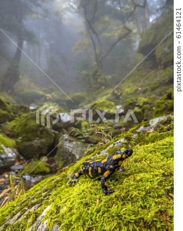 Fire salamander in forest landscape Fire salamander in forest landscape 61464121