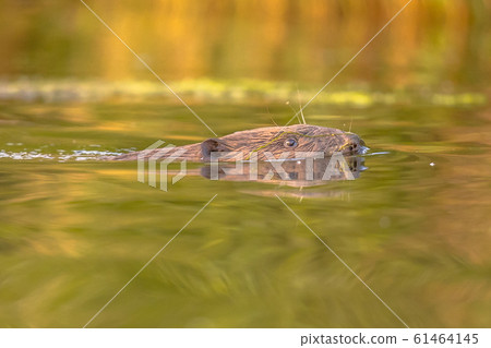 European beaver head swimming European beaver head swimming 61464145