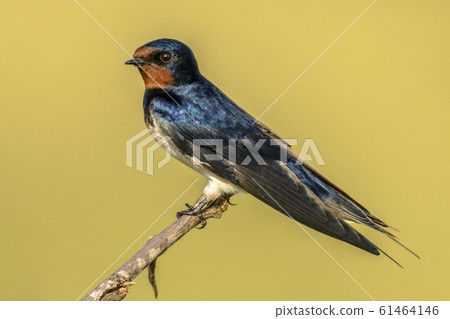 European Barn swallow yellow background European Barn swallow yellow background 61464146