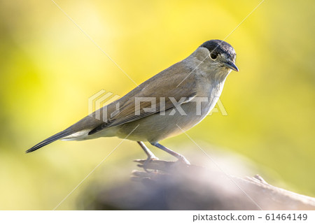 Eurasian blackcap on bright green background 61464149