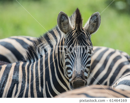 Common Zebra looking 61464169