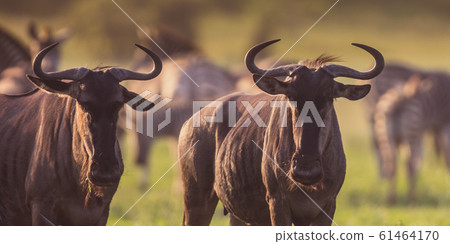 Common Wildebeest herd grazing 61464170