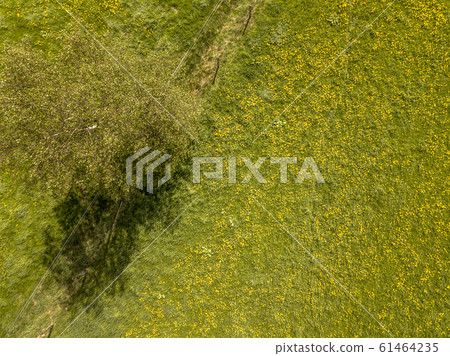 Buttercup flower meadow aerial 61464235