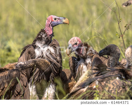 African vultures pack 61464371