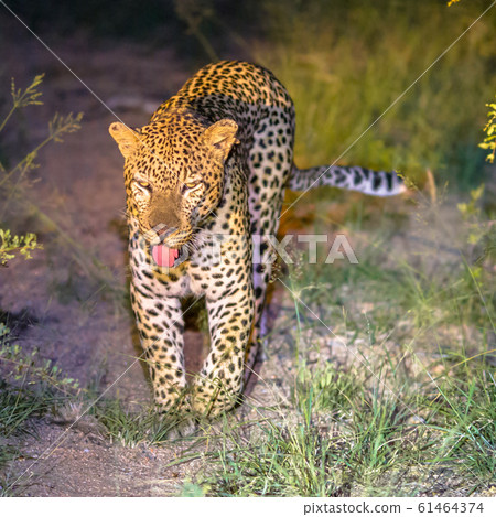 African Leopard at night square 61464374