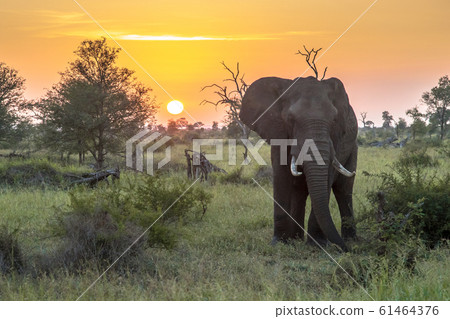 African Elephant at sunrise African Elephant at sunrise 61464376