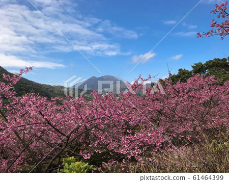 盛開的櫻花，陽明山，平井街，別堂裡，山櫻花，冷櫻花，櫻花季節，台灣台北 61464399