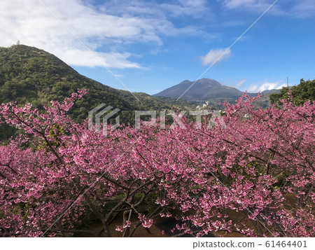 盛開的櫻花,陽明山,平井街,別堂裡,山櫻花,冷櫻花,櫻花季節,台灣台北 盛開的櫻花,陽明山,平井街,別堂裡,山櫻花,冷櫻花,櫻花季節,台灣台北 61464401