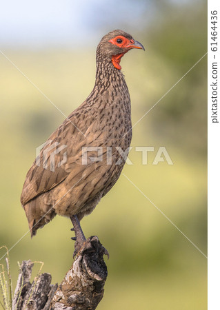 Swainsons Spurfowl on branch side Swainsons Spurfowl on branch side 61464436