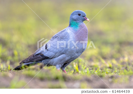 Stock dove foraging in green grass 61464439