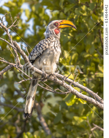 Southern yellow billed hornbill in tree Southern yellow billed hornbill in tree 61464442