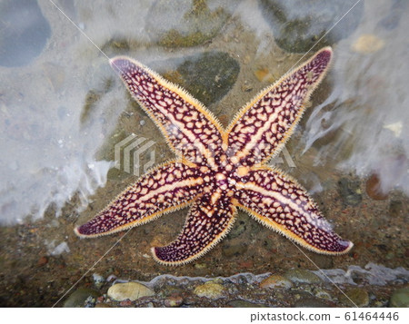 棘海盤車 61464446