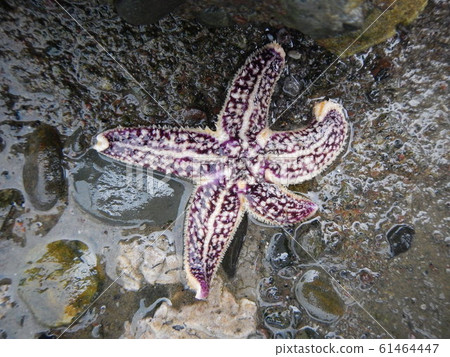 棘海盤車 61464447