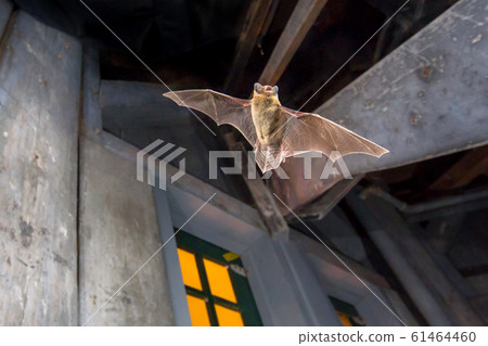 Pipistrelle bat flying inside building Pipistrelle bat flying inside building 61464460