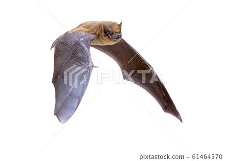 Flying Pipistrelle bat isolated on white 61464570