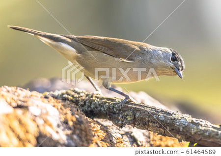 Eurasian blackcap on bright green background 61464589
