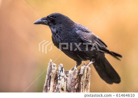 Carrion crow bright background 61464610