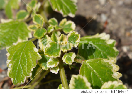 Swedish ivy Marginatus Swedish ivy Marginatus 61464695