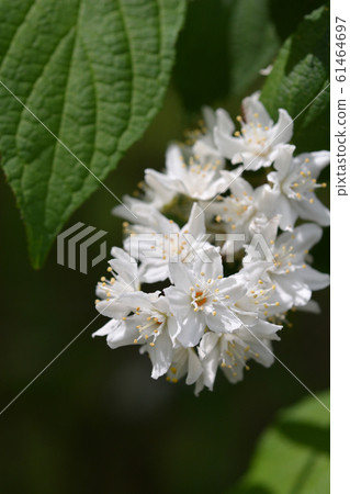 Slender deutzia Slender deutzia 61464697
