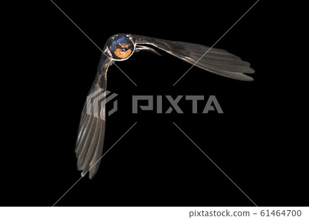 Barn swallow flying on black background Barn swallow flying on black background 61464700