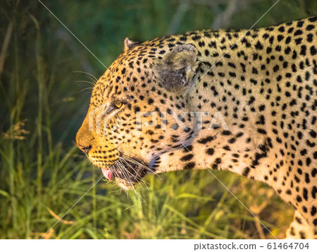 African Leopard portrait at night African Leopard portrait at night 61464704