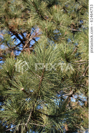 Black pine 61464753