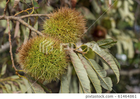 伊賀栗子 61464861