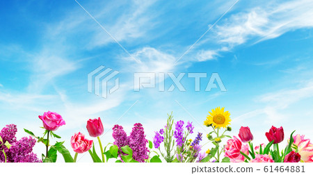 Blooming flowers on background blue sky Blooming flowers on background blue sky 61464881