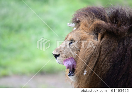 獅子和盛宴 61465435