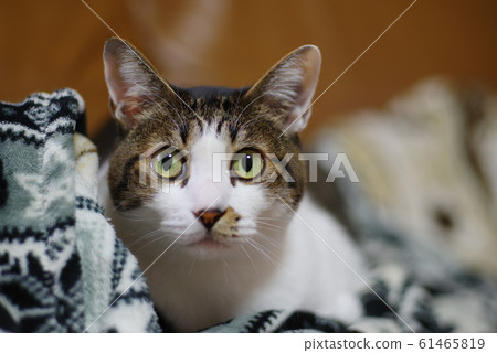 A cat staring at you A cat staring at you 61465819