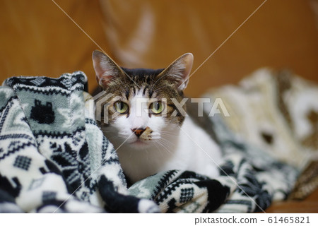 A cat staring at you 61465821