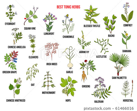 Best tonic herbs collection 61466016