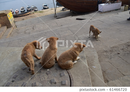 生活在印度瓦拉納西恒河沿西高止山脈的流浪狗家庭 61466720