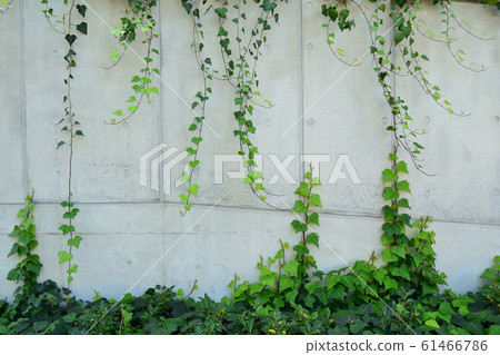 常春藤牆 61466786
