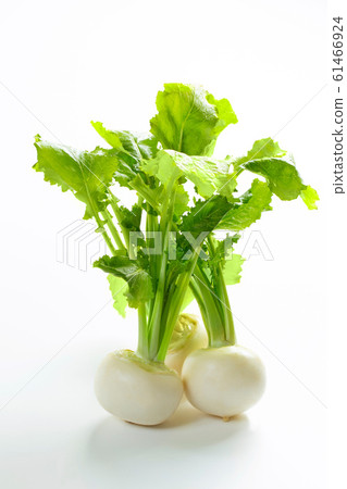 在白色背景上的三個小蘿蔔 61466924