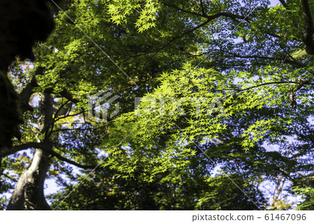 秋天的兼六園：變色前的楓木 61467096