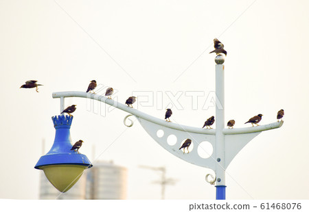 On the castle town lights where several birds live. On the castle town lights where several birds live. 61468076