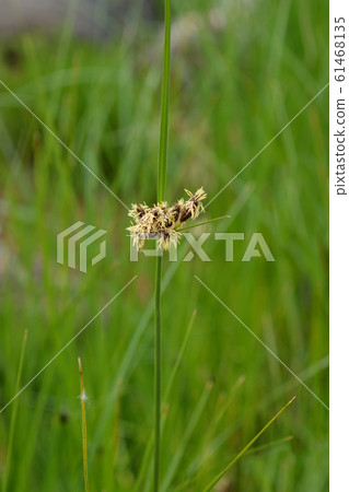 Sea clubrush Sea clubrush 61468135