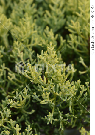 Monterey Cypress Goldcrest 61468142