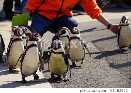Otaru Aquarium Excursions to Penguin Sea Otaru Aquarium Excursions to Penguin Sea 61468232