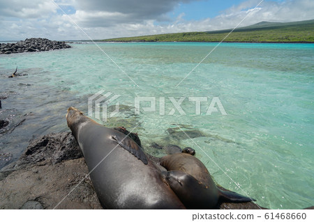 Galapagos sea lion 61468660
