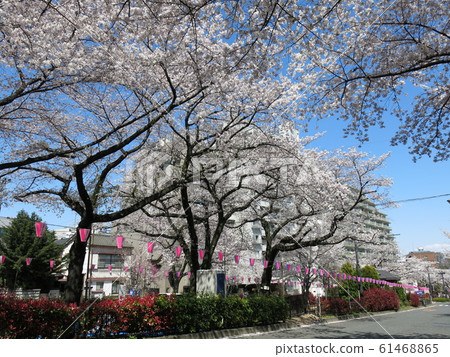 Harima-zaka Sakura Namiki during the Bunkyo Sakura Festival period (near the west side of Harima-zaka Sakuranami intersection) Harima-zaka Sakura Namiki during the Bunkyo Sakura Festival period (near the west side of Harima-zaka Sakuranami intersection) 61468865