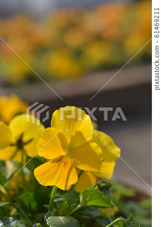 Pansy Pansy 61469211