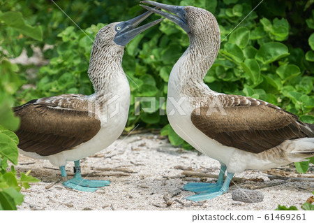 藍腳鰹鳥 藍腳鰹鳥 61469261