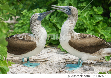 Blue-footed Booby 61469262