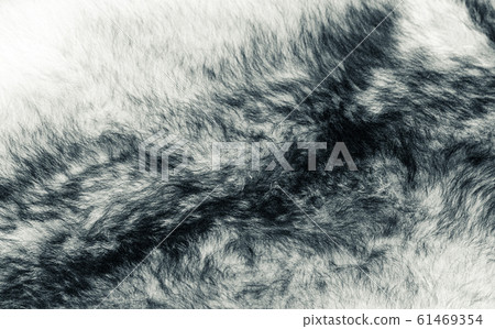 Fur white wolf Fur white wolf 61469354