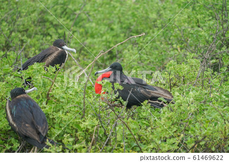 美國公康利 61469622