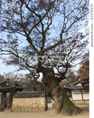 用樹枝覆蓋天空 用樹枝覆蓋天空 61470074
