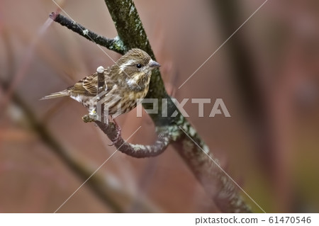 Female Purple Finch, Haemorhous purpureus 61470546